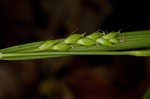 Flat spiked sedge